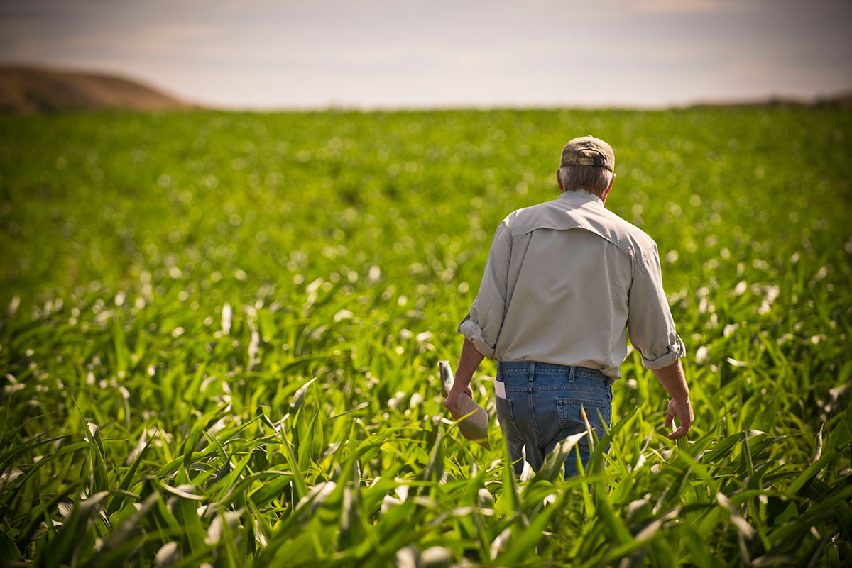a farmer walking through his corn field